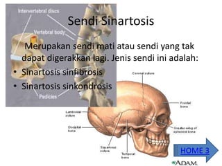 Sendi Sinartosis
Merupakan sendi mati atau sendi yang tak
dapat digerakkan lagi. Jenis sendi ini adalah:
• Sinartosis sinfibrosis
• Sinartosis sinkondrosis
HOME 3
 
