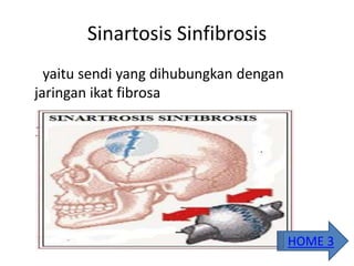 Sinartosis Sinfibrosis
yaitu sendi yang dihubungkan dengan
jaringan ikat fibrosa
HOME 3
 