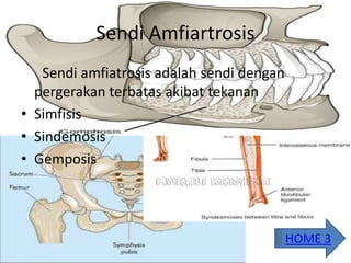 Sendi Amfiartrosis
Sendi amfiatrosis adalah sendi dengan
pergerakan terbatas akibat tekanan
• Simfisis
• Sindemosis
• Gemposis
HOME 3
 