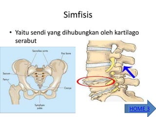 Simfisis
• Yaitu sendi yang dihubungkan oleh kartilago
serabut
HOME 3
 