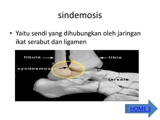 sindemosis
• Yaitu sendi yang dihubungkan oleh jaringan
ikat serabut dan ligamen
HOME 3
 