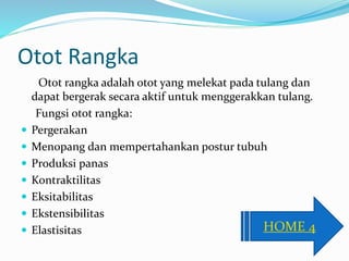Otot Rangka
Otot rangka adalah otot yang melekat pada tulang dan
dapat bergerak secara aktif untuk menggerakkan tulang.
Fungsi otot rangka:
 Pergerakan
 Menopang dan mempertahankan postur tubuh
 Produksi panas
 Kontraktilitas
 Eksitabilitas
 Ekstensibilitas
 Elastisitas HOME 4
 