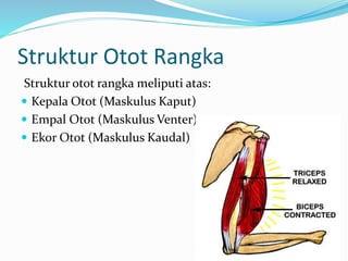 Struktur Otot Rangka
Struktur otot rangka meliputi atas:
 Kepala Otot (Maskulus Kaput)
 Empal Otot (Maskulus Venter)
 Ekor Otot (Maskulus Kaudal)
 