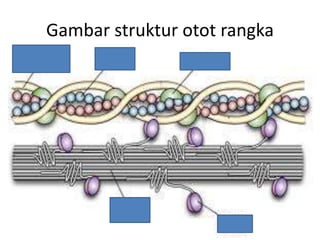 Gambar struktur otot rangka
 