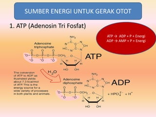 1. ATP (Adenosin Tri Fosfat)
SUMBER ENERGI UNTUK GERAK OTOT
ATP → ADP + P + Energi
ADP → AMP + P + Energi
 