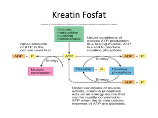 Kreatin Fosfat
 