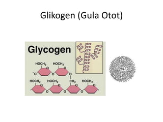 Glikogen (Gula Otot)
 