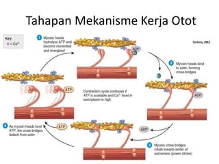 Tahapan Mekanisme Kerja Otot
 