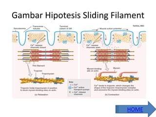 Gambar Hipotesis Sliding Filament
HOME
 