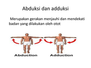 Abduksi dan adduksi
Merupakan gerakan menjauhi dan mendekati
badan yang dilakukan oleh otot
 
