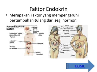 Faktor Endokrin
• Merupakan Faktor yang mempengaruhi
pertumbuhan tulang dari segi hormon
HOME
 