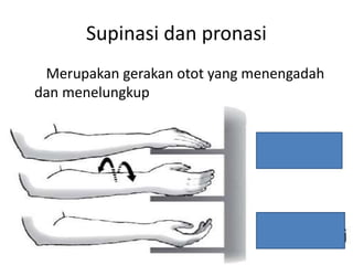 Supinasi dan pronasi
Merupakan gerakan otot yang menengadah
dan menelungkup
 