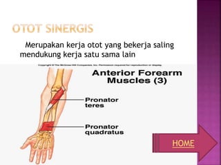 Merupakan kerja otot yang bekerja saling
mendukung kerja satu sama lain
HOME
 