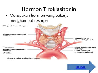Hormon Tiroklasitonin
• Merupakan hormon yang bekerja
menghambat resorpsi
HOME
 