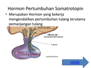 Hormon Pertumbuhan Somatrotopin
• Merupakan Hormon yang bekerja
mengendalikan pertumbuhan tulang terutama
pemanjangan tulang
HOME
 