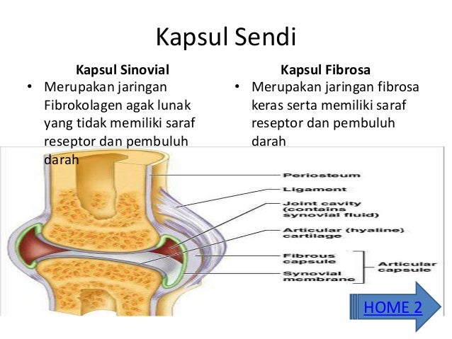 Apa Fungsi Cairan Sinovial Pada Persendian Tulang – Wulan