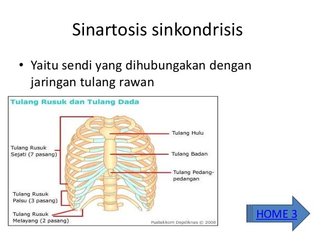 Tulang Dan Persendian