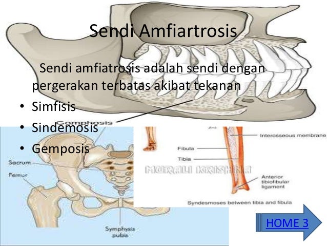 Tulang Dan Persendian