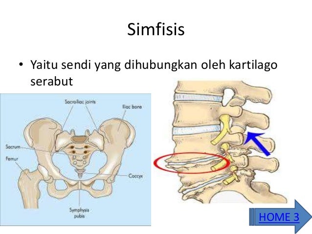 Tulang Dan Persendian