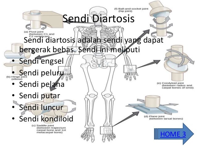 Tulang Dan Persendian