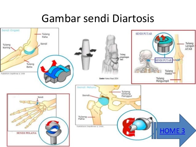 Tulang Dan Persendian