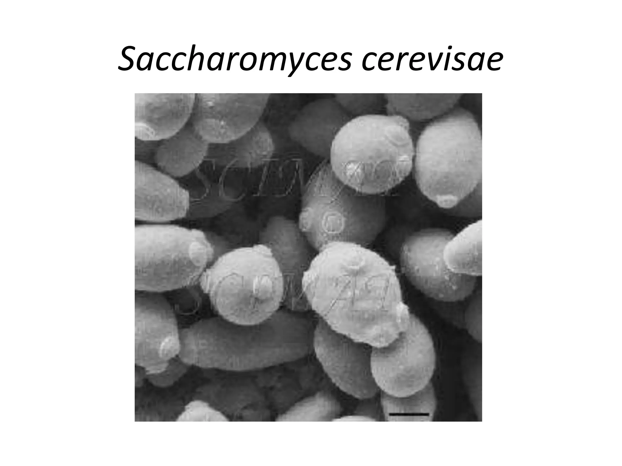 Saccharomyces cerevisae
 