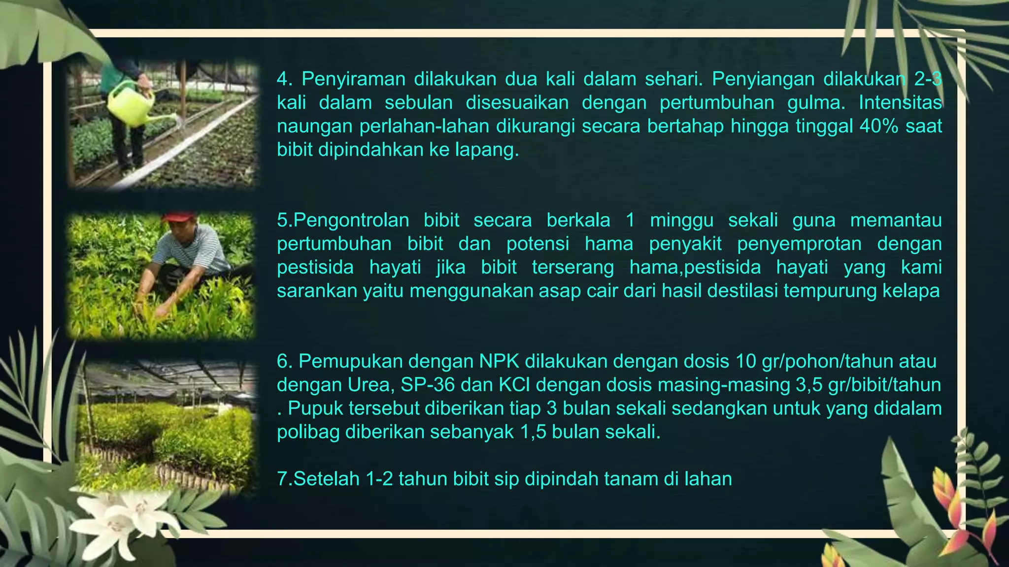 PRESENTASI CENGKEH FIX.pptx