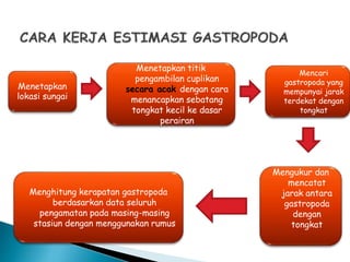 Menetapkan
lokasi sungai
Menetapkan titik
pengambilan cuplikan
secara acak dengan cara
menancapkan sebatang
tongkat kecil ke dasar
perairan
Mengukur dan
mencatat
jarak antara
gastropoda
dengan
tongkat
Menghitung kerapatan gastropoda
berdasarkan data seluruh
pengamatan pada masing-masing
stasiun dengan menggunakan rumus
Mencari
gastropoda yang
mempunyai jarak
terdekat dengan
tongkat
 
