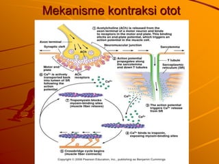 Presentasi faal otot | PPTX