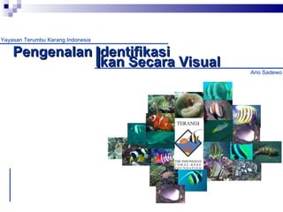 Pengenalan  dentifikasi kan Secara Visual I Yayasan Terumbu Karang Indonesia Ario Sadewo 