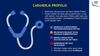 CARAKERJA PROPOLIS
• Salah satu zat penyusun sel tubuh adalah Protein.
• Protein adalah zat yang paling cepat busuk / rusak
oleh bakteri, virus atau jamur. Maka, salah satu cara
kerja propolis adalah menstabilkan Protein di dalam
tubuh dengan cara:
MEMBUNUH & MENGHAMBAT
PENYEBAB KERUSAKAN PROTEIN
MELINDUNGI SELAGAR TAHAN
TERHADAP SUMBERPENYAKIT
MENGELUARKAN DETOK
(RACUN) DARI DALAM TUBUH
MEMPERBAIKI SELYANG
TELAH RUSAK:
1. Memberi Suplai nutrisi yang cukup
2. Memberi energi untuk revitalisasi.
 