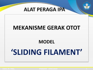 ALAT PERAGA IPA
MEKANISME GERAK OTOT
MODEL
‘SLIDING FILAMENT’
©2015, Dit. PSMA, PEMINATAN – LINTAS MINAT 3
 