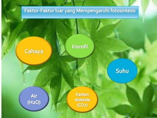 Fotosintesis