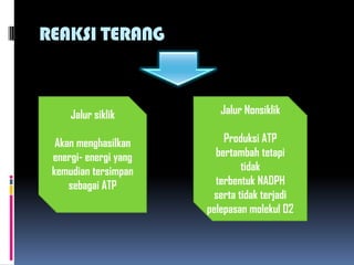 REAKSI TERANG
Jalur siklik
Akan menghasilkan
energi- energi yang
kemudian tersimpan
sebagai ATP
Jalur Nonsiklik
Produksi ATP
bertambah tetapi
tidak
terbentuk NADPH
serta tidak terjadi
pelepasan molekul O2
 