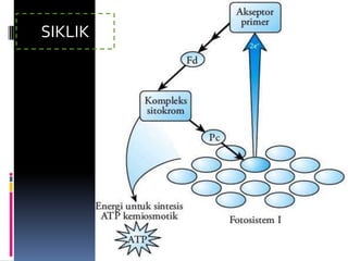SIKLIK
 