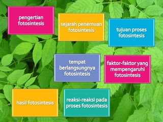 Fotosintesis