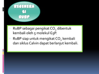  RuBP sebagai pengikat CO2 dibentuk
kembali oleh 5 molekul G3P.
 RuBP siap untuk mengikat CO2 kembali
dan siklus Calvin dapat berlanjut kembali.
 