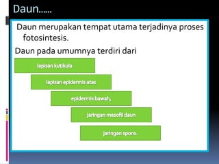 Daun……
Daun merupakan tempat utama terjadinya proses
fotosintesis.
Daun pada umumnya terdiri dari
 
