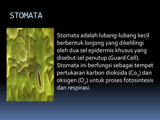 STOMATA
Stomata adalah lubang-lubang kecil
berbentuk lonjong yang dikelilingi
oleh dua sel epidermis khusus yang
disebut sel penutup (Guard Cell).
Stomata ini berfungsi sebagai tempat
pertukaran karbon dioksida (C02) dan
oksigen (O2) untuk proses fotosintesis
dan respirasi.
 