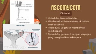 Presentasi Fungi_Pembelajaran Mendalam_Fase E | PDF