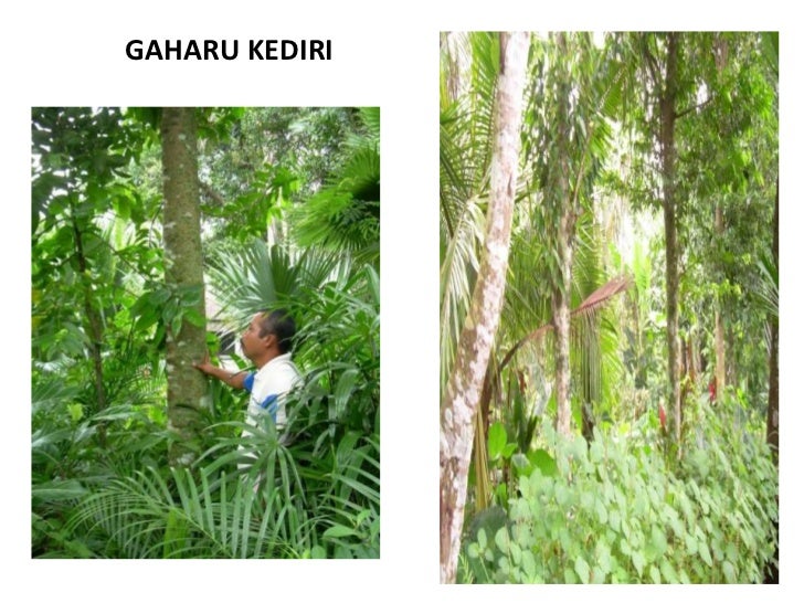 Presentasi Gaharu Nusantara Indonesia Jateng