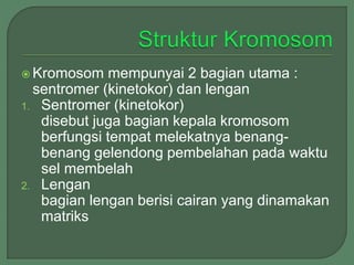  Kromosom mempunyai 2 bagian utama :
sentromer (kinetokor) dan lengan
1. Sentromer (kinetokor)
disebut juga bagian kepala...