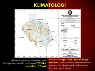 KLIMATOLOGI
Kondisi ini sangat cocok untuk budidaya
tanaman karena tanaman akan mendapat
pasokan air cukup banyak dari air hujan,
juga jenis tanah latosol.
Kelurahan Ngadirgo, Wonolopo, dan
Wonoplumbon memiliki curah hujan 27,7-34,8
mm/tahun  Tinggi
 