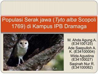Populasi Serak jawa (Tyto alba Scopoli
   1769) di Kampus IPB Dramaga

                          M. Ahda Agung A.
                            (E34100125)
                          Ade Saepulloh A.
                           K. (E34100004)
                           Wida Agustina
                            (E34100027)
                           Saqinah Nur R.
                            (E34100082)
 