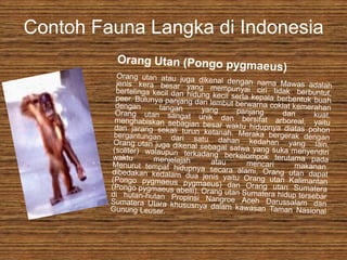 Contoh Fauna Langka di Indonesia
 