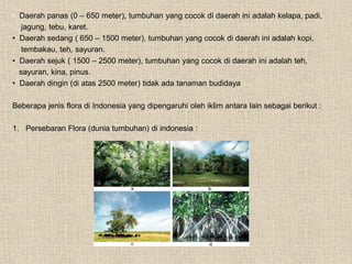 • Daerah panas (0 – 650 meter), tumbuhan yang cocok di daerah ini adalah kelapa, padi,
jagung, tebu, karet.
• Daerah sedang ( 650 – 1500 meter), tumbuhan yang cocok di daerah ini adalah kopi,
tembakau, teh, sayuran.
• Daerah sejuk ( 1500 – 2500 meter), tumbuhan yang cocok di daerah ini adalah teh,
sayuran, kina, pinus.
• Daerah dingin (di atas 2500 meter) tidak ada tanaman budidaya
Beberapa jenis flora di Indonesia yang dipengaruhi oleh iklim antara lain sebagai berikut :
1. Persebaran Flora (dunia tumbuhan) di indonesia :
 
