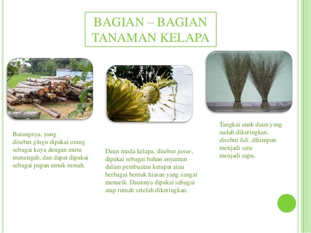 Contoh Teks Laporan Hasil Observasi Tumbuhan Kelapa Berbagai Teks Penting