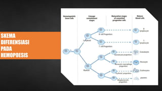 SKEMA
DIFERENSIASI
PADA
HEMOPOESIS
 