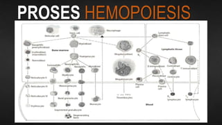 PROSES HEMOPOIESIS
 