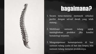 bagaimana?
1. Secara terus-menerus memasok sirkulasi
perifer dengan sel-sel darah yang telah
matang .
2. Mobilisasi sumsum tulang untuk
meningkatkan produksi jika kondisi
hematologi terjamin.
3. Mengompensasi hematopeisesis di luar
sumsum tulang (yaitu di hati dan limpa), bila
sumsum tulang menurun produksinya.
 